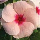 KIMIZA - 40+ FRAGRANT PEACH COLORED VINCA FLOWER SEEDS / ANNUAL