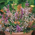 KIMIZA - 30 + Scented Agastache Pleasure Flower Seeds Mixed Perennial