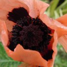KIMIZA - 40+ CORAL REEF POPPY FLOWER SEEDS / PERENNIAL / PAPAVER ORIENTALE