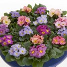KIMIZA - New! 15 + Acaulis Mix Primrose Flower Seeds Perennial Flowers