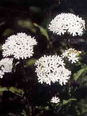 KIMIZA - 30+ LYCHNIS HEIRLOOM WHITE MALTESE CROSS FLOWER SEEDS PERENNIAL DEER RESISTANT