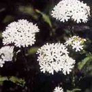 KIMIZA - 30+ LYCHNIS HEIRLOOM WHITE MALTESE CROSS FLOWER SEEDS PERENNIAL DEER RESISTANT