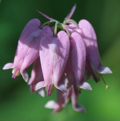KIMIZA - 30+ DICENTRA EXIMIA PINK BLEEDING HEART FLOWER SEEDS / SHADE LOVING PERENNIAL