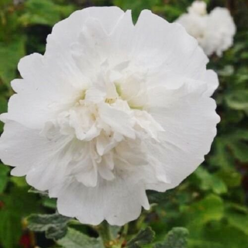 KIMIZA - 30+ WHITE GIANT DANISH DOUBLE HOLLYHOCK FLOWER SEEDS / PERENNIAL