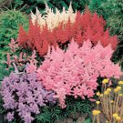KIMIZA - 25+ ASTILBE MIX FLOWER SEEDS / PERENNAL