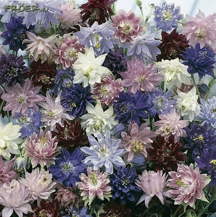 KIMIZA - 25+ AQUILEGIA COLUMBINE BARLOW FLOWER SEEDS MIX / PERENNIAL