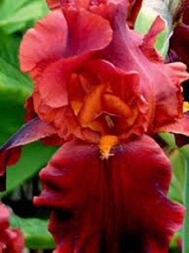 KIMIZA - New! 5+ Red Iris Flower Seeds