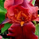 KIMIZA - New! 5+ Red Iris Flower Seeds