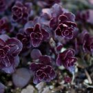 KIMIZA - 50+ SEDUM SPURIUM VOODOO PERENNIAL FLOWER SEEDS / RABBIT RESISTANT