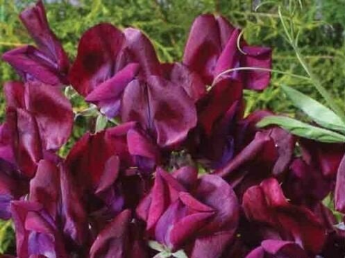KIMIZA - 30 + Maroon Most Fragrant Garden Vetch Flower Seeds / La thyrus