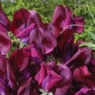 KIMIZA - 30 + Maroon Most Fragrant Garden Vetch Flower Seeds / La thyrus