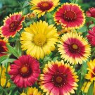 KIMIZA - 30+ GAILLARDIA MONARCH MIX FLOWER SEEDS / RARELY OFFERED PERENNIAL