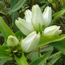 KIMIZA - 50 + Flavida Rare Cream Gentian Flower Seeds / Gentiana / Perennial
