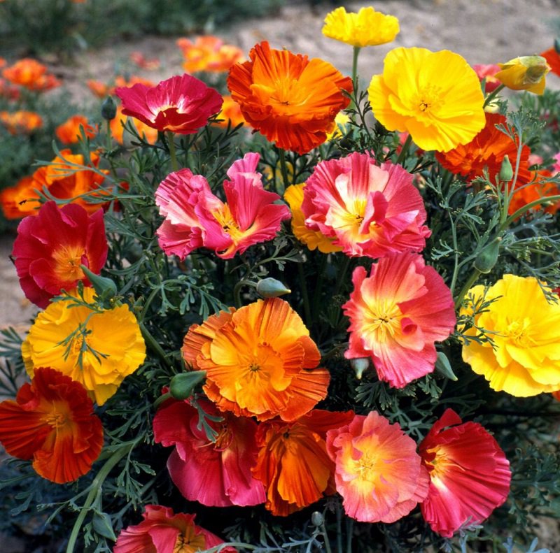 KIMIZA - 50+ BI-COLOR CALIFORNIA MISSION BELLS FLOWER SEEDS