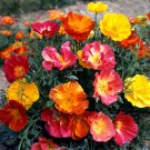 KIMIZA - 50+ BI-COLOR CALIFORNIA MISSION BELLS FLOWER SEEDS