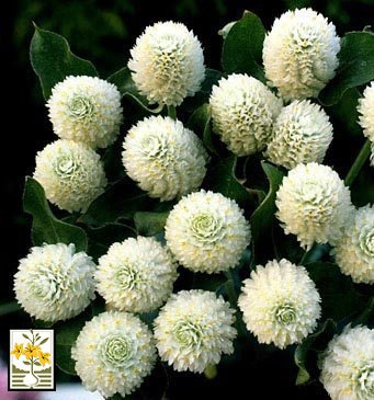 KIMIZA - 30+ CRAMER'S BURGANDY COCKSCOMB / CELOSIA FLOWER SEEDS