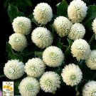 KIMIZA - 30+ CRAMER'S BURGANDY COCKSCOMB / CELOSIA FLOWER SEEDS