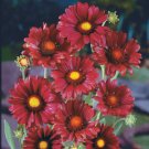 KIMIZA - 30+ BURGANDY SILK GAILLARDIA FLOWER SEEDS / PERENNIAL