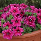 KIMIZA - 30+ PETUNIA GRANDIFLORA EXPRESSO FRAPPE ROSE FLOWER SEEDS / ANNUAL