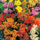 KIMIZA - 30+ BUTTERFLY WEED FLOWER SEEDS MIX / ASCLEPIAS / PERENNIAL / GREAT GIFT