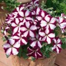 KIMIZA - 30+ STAR BURGANDY PETUNIA FLOWER SEEDS / LONG LASTING ANNUAL