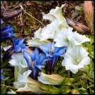 KIMIZA - 50+ CREAM AND BLUE GENTIAN FLOWER SEEDS MIX/ GENTIANA / SHADE PERENNIAL