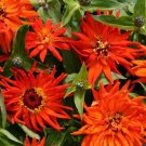 KIMIZA - NEW! 30+ GIANT INCA ORANGE CACTUS ZINNIA FLOWER SEEDS / LONG LASTING ANNUAL