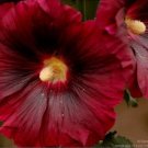KIMIZA - GIANT SCARLET RED DANISH HOLLYHOCK FLOWER SEEDS 50+