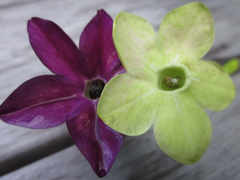 KIMIZA - 50+ PURPLE & GREEN NICOTIANA FRAGRANT FLOWER SEEDS MIX / RESEEDING ANNUAL