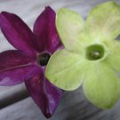 KIMIZA - 50+ PURPLE & GREEN NICOTIANA FRAGRANT FLOWER SEEDS MIX / RESEEDING ANNUAL