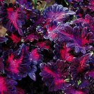 KIMIZA - 50+ COLEUS BLACK DRAGON SHADE LOVING FLOWER SEEDS / LONG LASTING ANNUAL