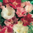 KIMIZA - 75+ CLARKIA MIX FLOWER SEEDS / RESEEDING LONG LASTING ANNUAL