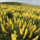 KIMIZA - 40+ YELLOW LUPINUS FLOWER SEEDS / LONG LASTING ANNUAL / WATER & HEAT TOLERANT