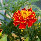 KIMIZA - 40+ RED BROCADE TAGETES MARIGOLD FLOWER SEEDS / LONG LASTING ANNUAL