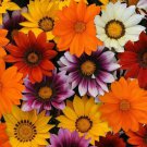KIMIZA - 30+ GAZANIA RED ORANGE CREAM FLOWER SEEDS / DROUGHT TOLERANT / RESEEDING ANNUAL