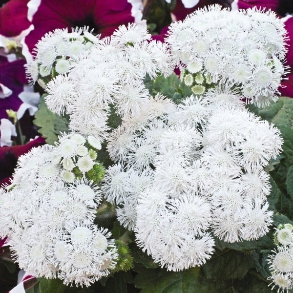 KIMIZA - 50+ PURE WHITE AGERATUM FLOWER SEEDS / LONG LASTING ANNUAL