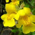 KIMIZA - 60+ YELLOW MIMULUS "MONKEY FLOWER" FLOWER SEEDS / LONG LASTING ANNUAL