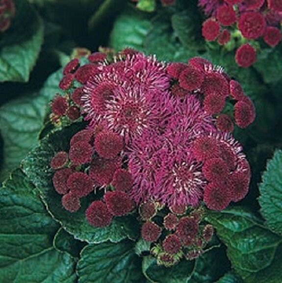 KIMIZA - 50+ PURPLE BURGUNDY TYCOON AGERATUM FLOWER SEEDS SELF SEEDING LONG LASTING ANNUAL