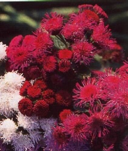 KIMIZA - 50+ RED TYCOON AGERATUM FLOWER SEEDS SELF SEEDING LONG LASTING ANNUAL