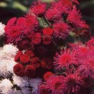 KIMIZA - 50+ RED TYCOON AGERATUM FLOWER SEEDS SELF SEEDING LONG LASTING ANNUAL