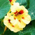 KIMIZA - NEW! 25+ JEWEL PEACH MELBA NASTURTIUM FLOWER SEEDS / LONG LASTING ANNUAL