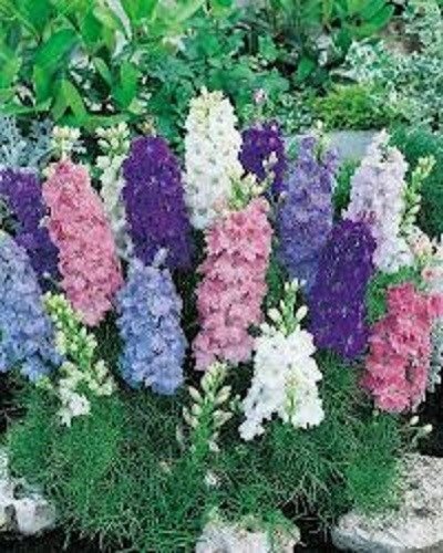 KIMIZA - 40+ DWARF HYACINTH AJACIS LARKSPUR FLOWER SEEDS MIX / EARLY BLOOMING ANNUAL