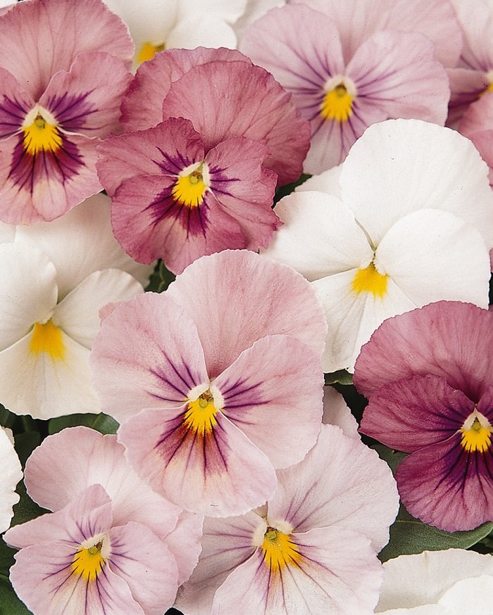 KIMIZA - NEW! 35+ PANSY PANOLA PINK SHADES FLOWER SEEDS / LONG LASTING ANNUAL