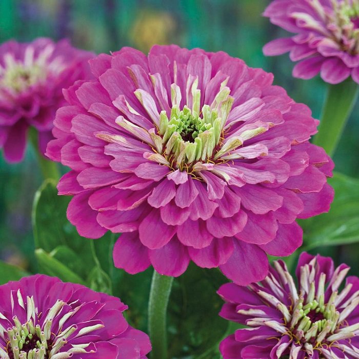 KIMIZA - NEW! 35+ LAVENDER ZINNIA ELEGANS FLOWER SEEDS DEER RESISTANT LONG LASTING ANNUAL
