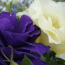 KIMIZA - 20+ PURPLE AND WHITE MIX LISIANTHUS FLOWER SEEDS / LONG LASTING ANNUAL