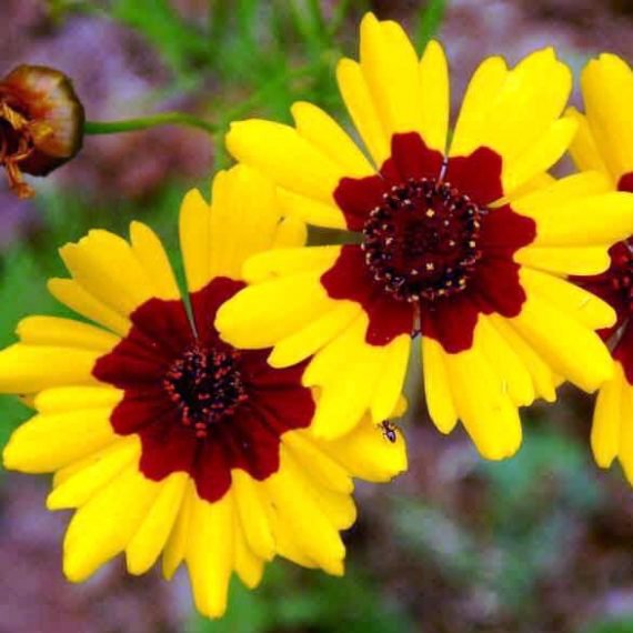 KIMIZ - 50+ COREOPSIS TINCTORIA BI-COLOR RE-SEEDING, LONG LASTING ANNUAL FLOWER SEEDS