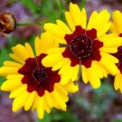 KIMIZ - 50+ COREOPSIS TINCTORIA BI-COLOR RE-SEEDING, LONG LASTING ANNUAL FLOWER SEEDS