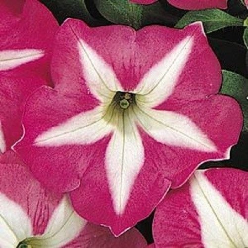KIMIZA - 30+ STAR ROSE PETUNIA FLOWER SEEDS / LONG LASTING ANNUAL