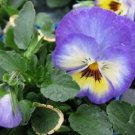 KIMIZA - NEW! 35+ BLUE ULTIMA RADIANCE PANSY FLOWER SEEDS / LONG LASTING ANNUAL