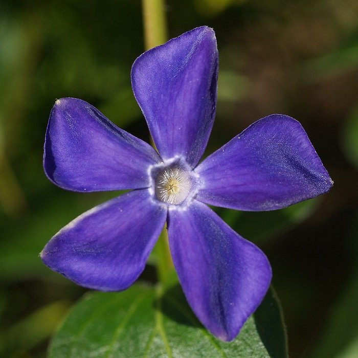 KIMIZA - 40+ FRAGRANT BLUE PERIWINKLE FLOWER SEEDS / ANNUAL